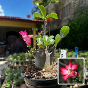 2609 02 Arabicum Urano F3