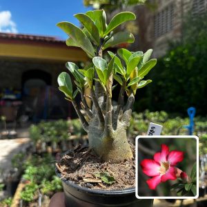2609 03 Arabicum Urano F3