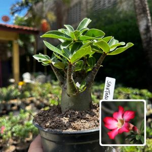 2609 08 Arabicum Spartacus F3