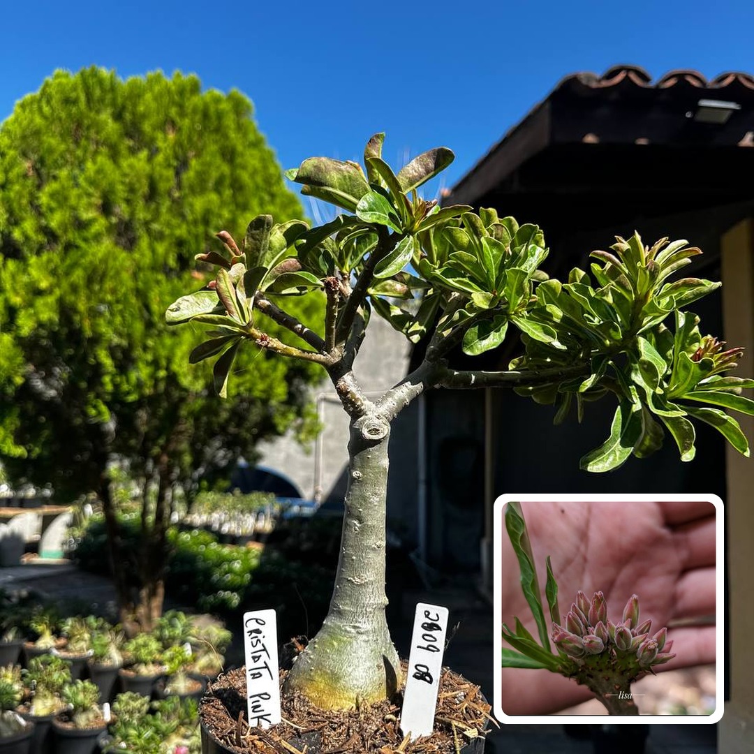 2609 09 Big Caudex Cristata Pink