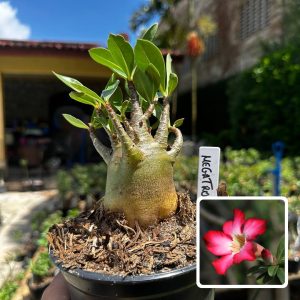2609 10 Arabicum Megatron F3