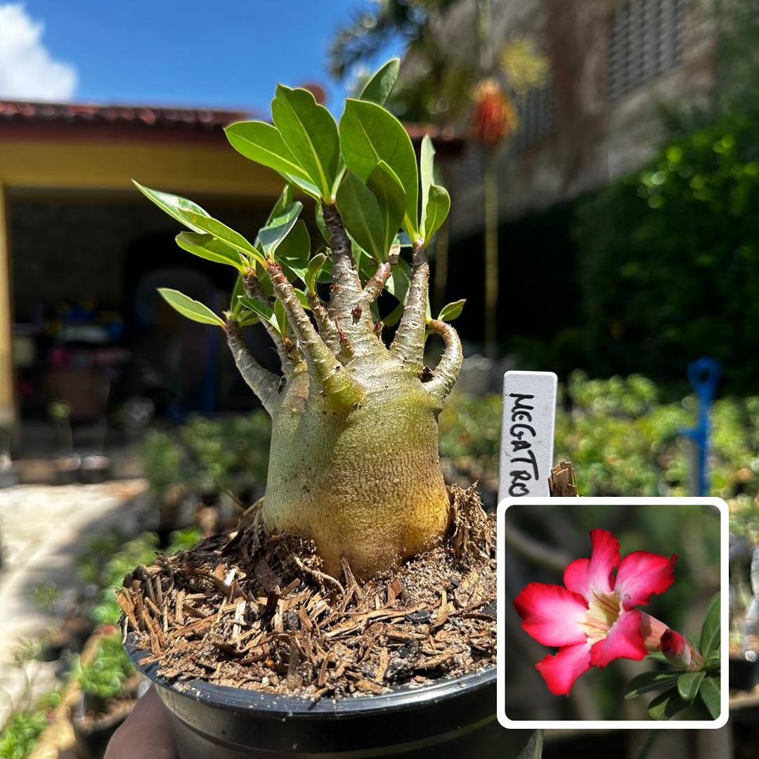 2609 10 Arabicum Megatron F3