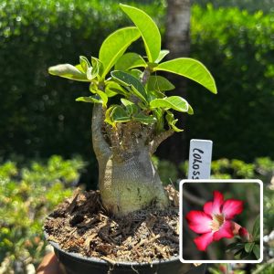 2609 101 Arabicum Colossus F3
