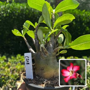 2609 102 Arabicum Czar F3