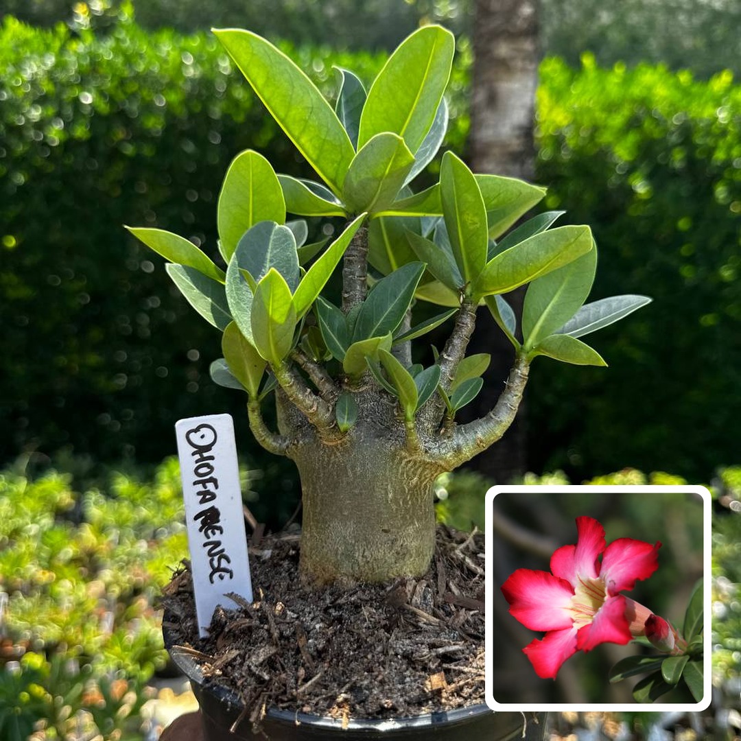 2609 107 Arabicum Dhofarense F3