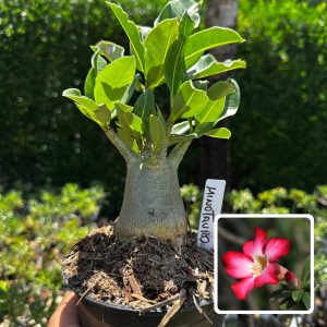 2609 110 Arabicum Minotauro F3