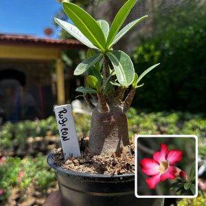 2609 24 Arabicum Rubicon F3