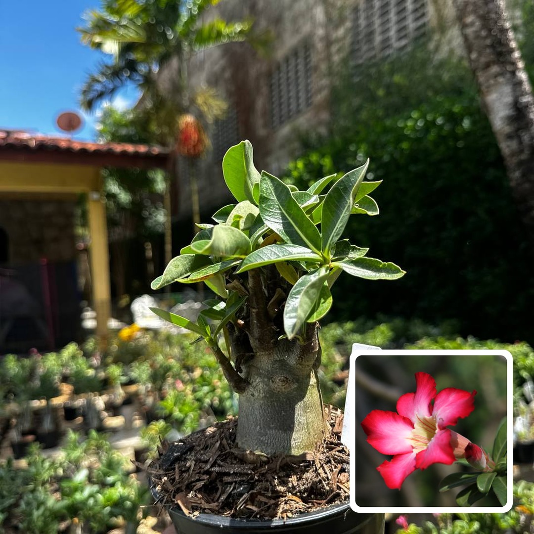 2609 30 Arabicum Thai soco F3