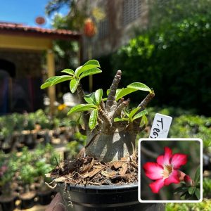 2609 31 Arabicum T Rex F3