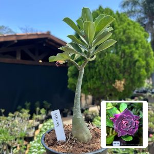 2609 32 Rosa do Deserto Mr 44
