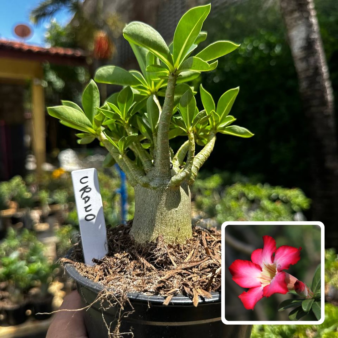 2609 32 Arabicum Urano F3