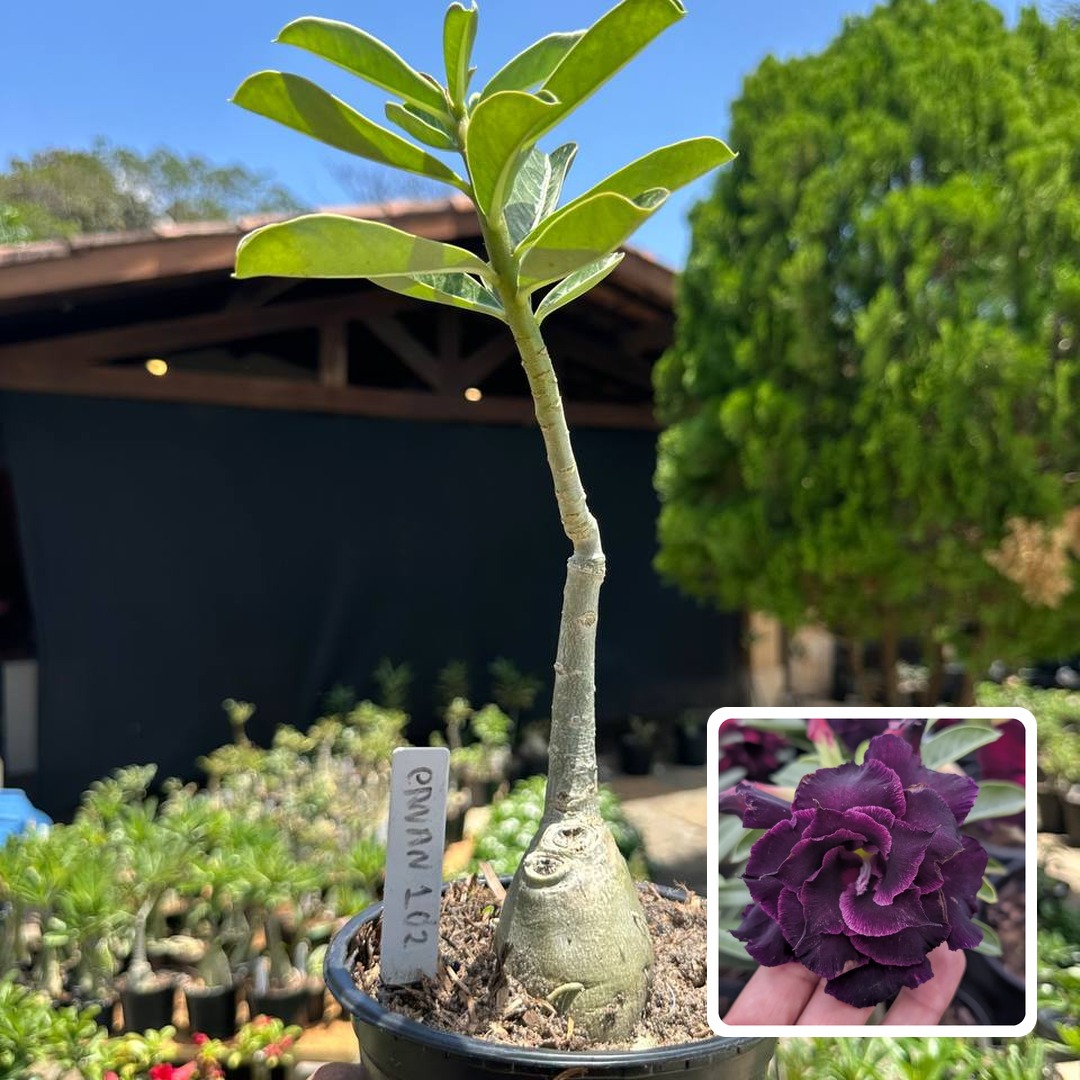2609 33 Rosa do Deserto Canan 102
