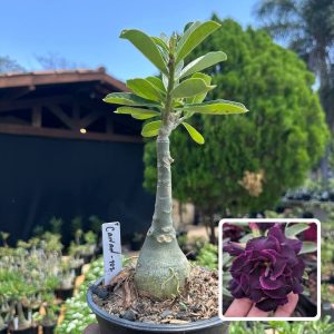 2609 37 Rosa do Deserto Canan 102