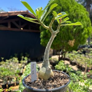 2609 40 Rosa do Deserto Brd 102