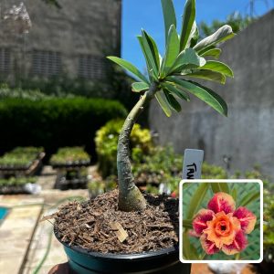 2609 47 Rosa do Deserto Tangerina