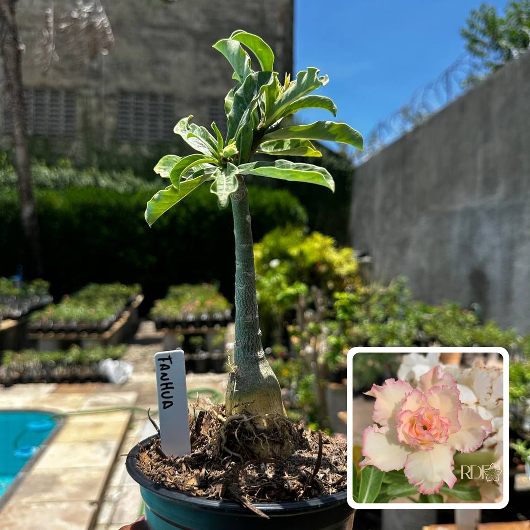 2609 51 Rosa do Deserto Fanhua
