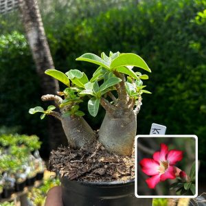 2609 52 Arabicum King Kong F3
