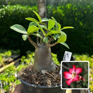 2609 58 Arabicum Tundra F3