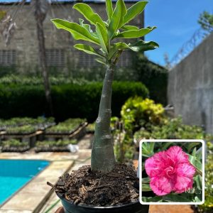 2609 61 Rosa do Deserto Peony Pink