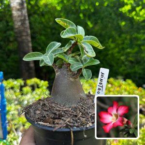 2609 63 Arabicum Minotauro F3