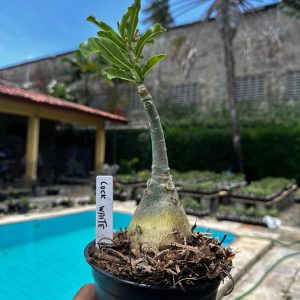 2609 66 Rosa do Deserto Luck White