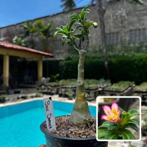 2609 67 Rosa do Deserto Bodedhamer