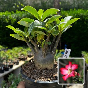 2609 69 Arabicum Mastodonte F3
