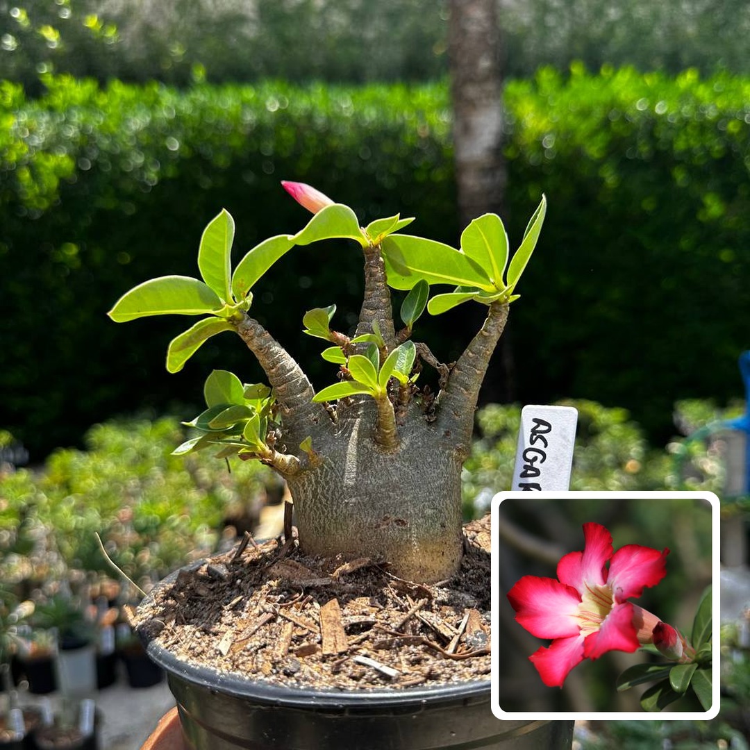 2609 72 Arabicum Asgard F3