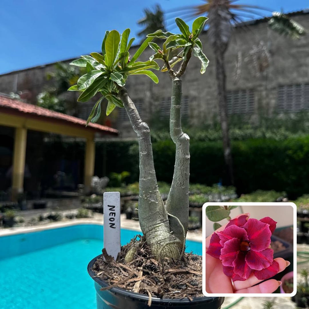 2609 72 Rosa do Deserto Neon
