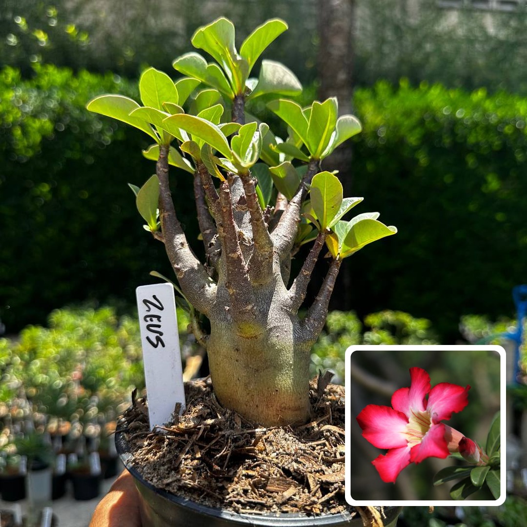 2609 73 Arabicum Zeus F3