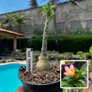 2609 77 Rosa do Deserto Bodedhamer