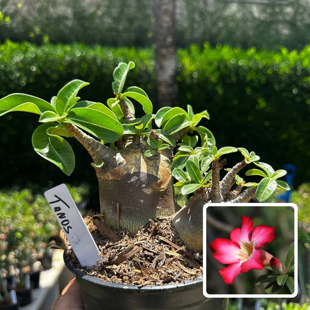 2609 77 Arabicum Tanos F3