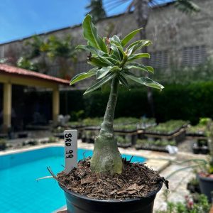 2609 79 Rosa do Deserto BRD 99