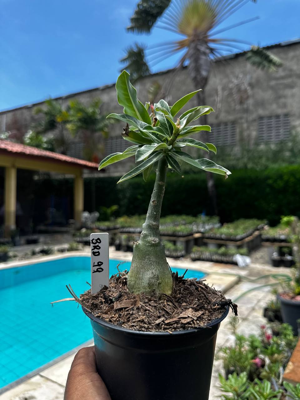2609 79 Rosa do Deserto BRD 99