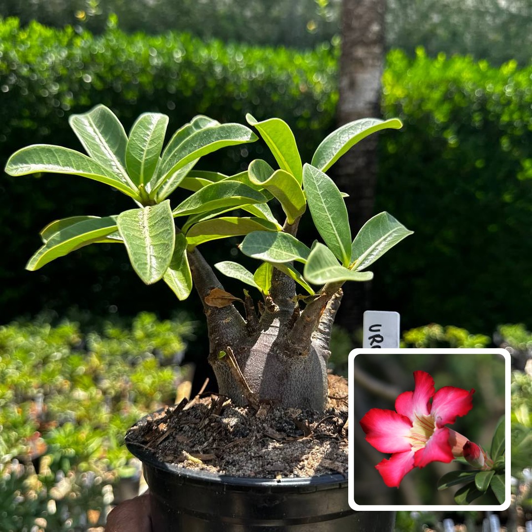 2609 81 Arabicum Urus F3