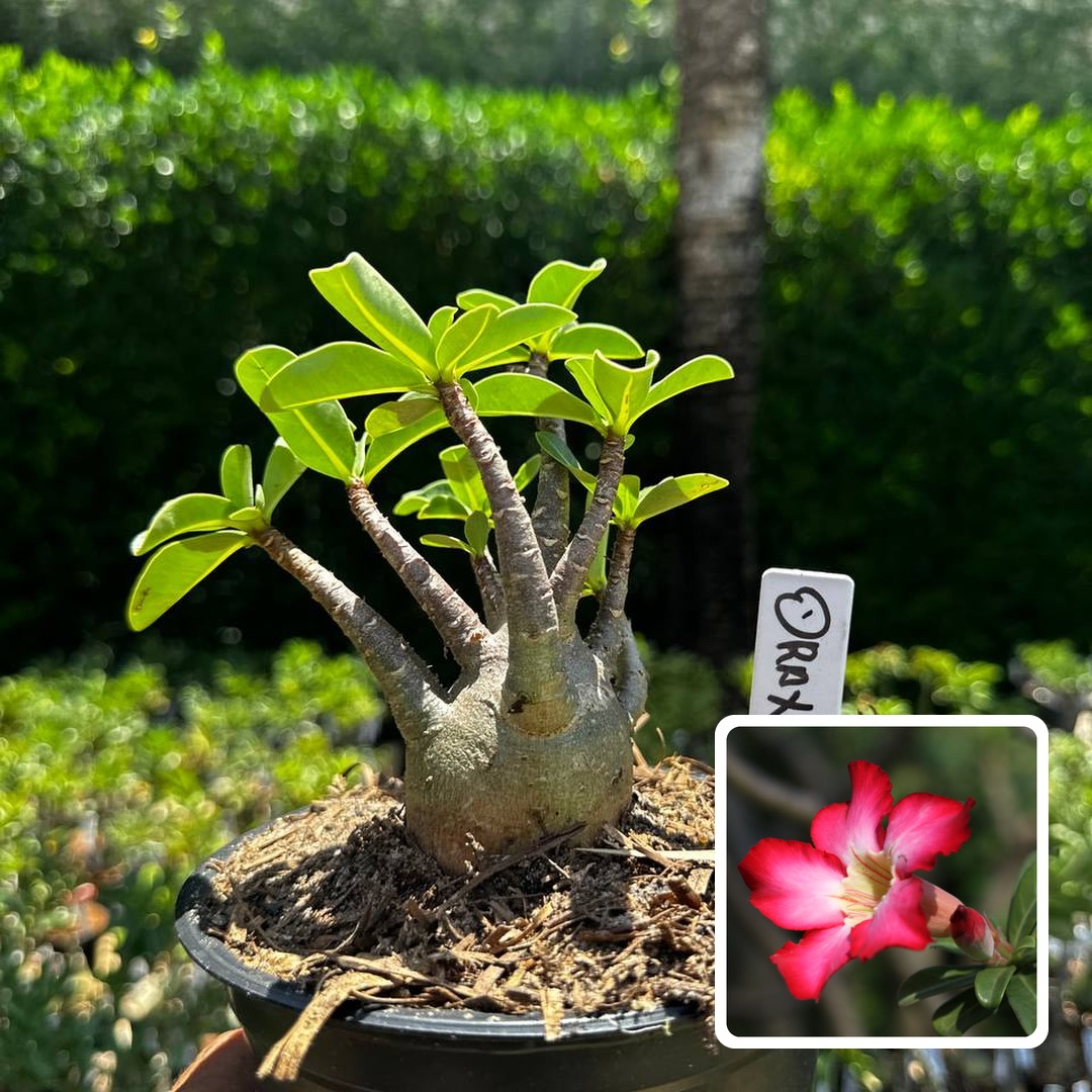 2609 83 Arabicum Drax F3