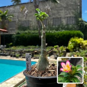 2609 84 Rosa do Deserto Bodedhamer