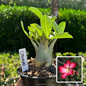 2609 85 Arabicum Dynamo F3