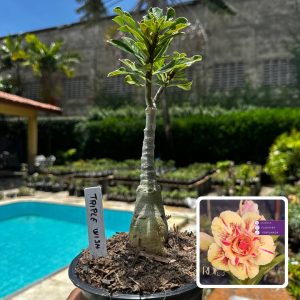 2609 85 Rosa do Deserto Triple Wish