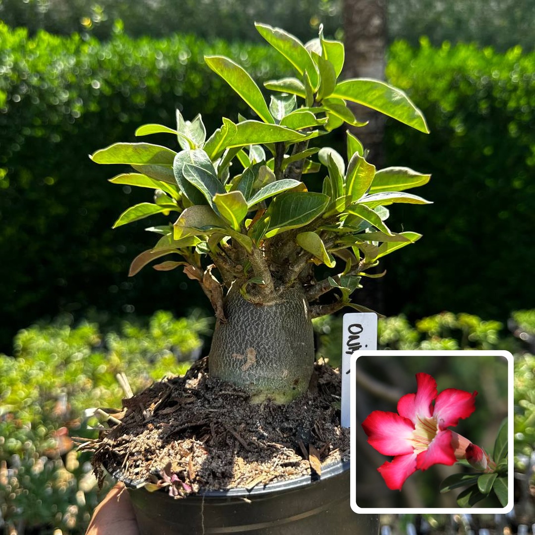 2609 86 Arabicum Onyx F3