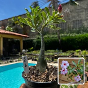 2609 86 Rosa do Deserto Petunia