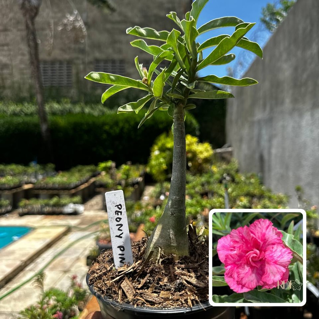 2609 87 Rosa do Deserto Peony Pink