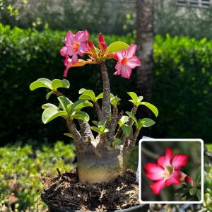 2609 88 Arabicum Black Stone F3