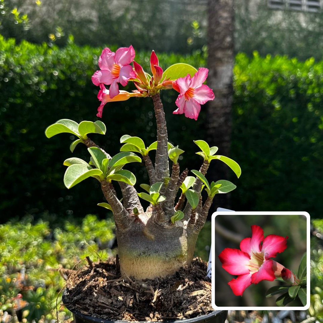 2609 88 Arabicum Black Stone F3