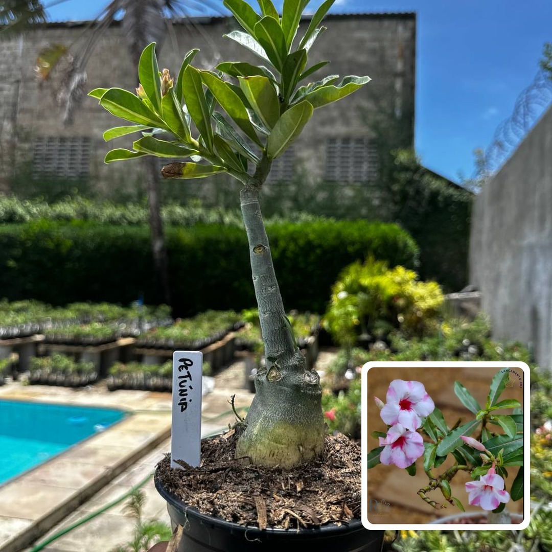 2609 88 Rosa do Deserto Petunia