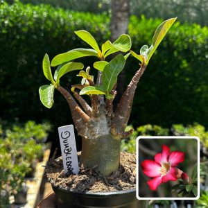 2609 89 Arabicum Dumbledore F3