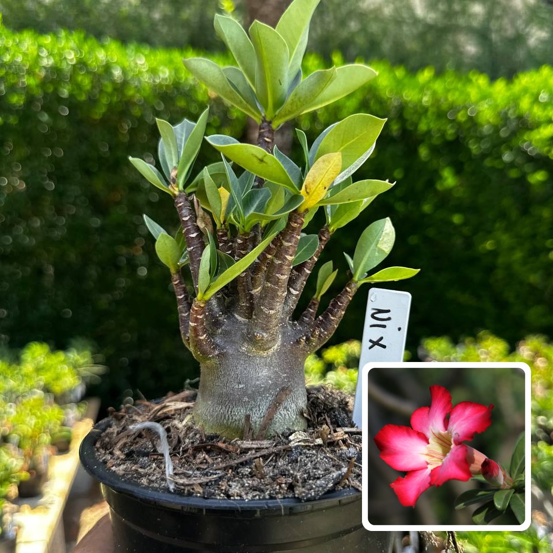 2609 90 Arabicum Nix F3