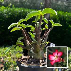 2609 92 Arabicum Darckseid F3