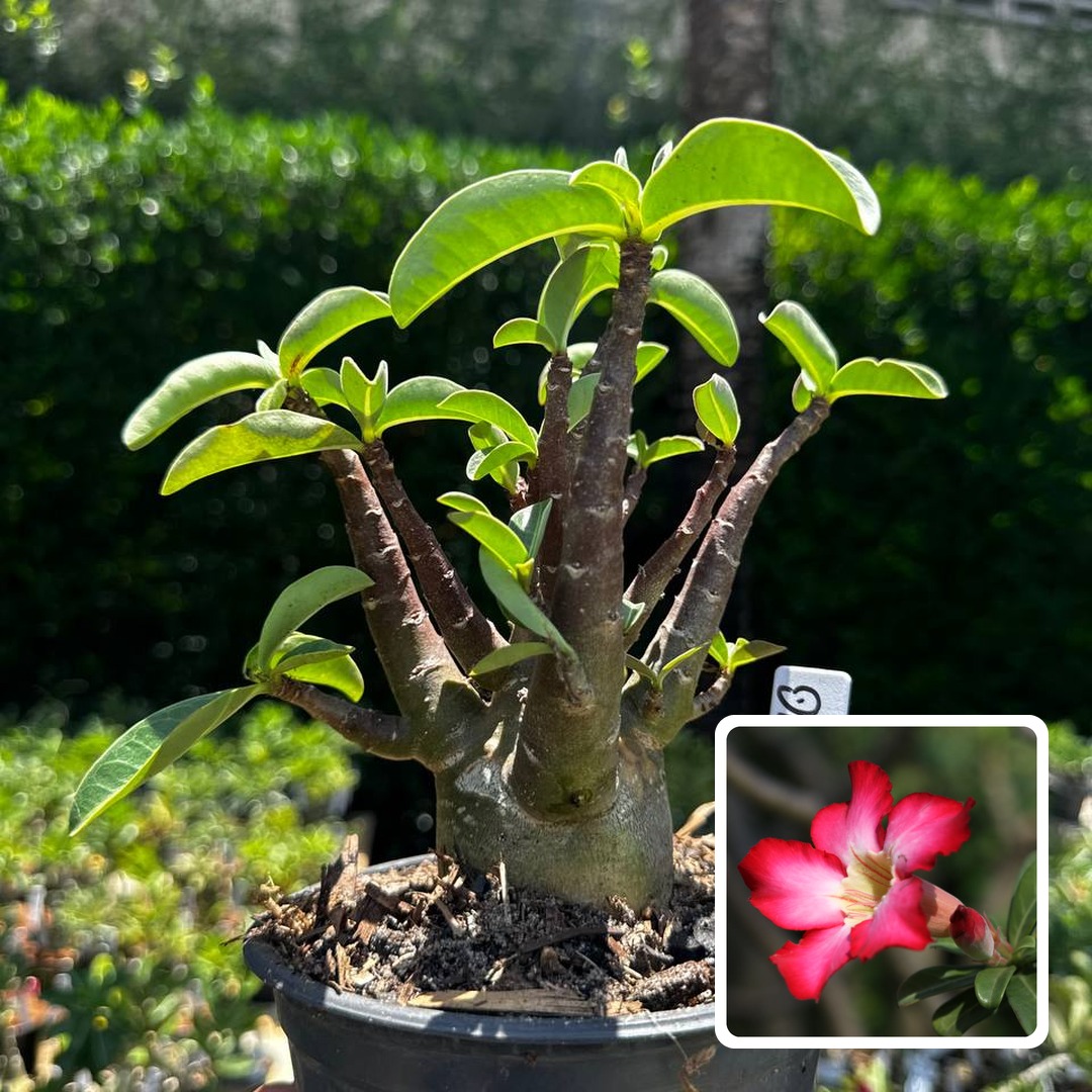 2609 92 Arabicum Darckseid F3