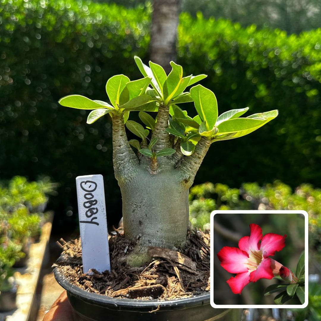 2609 94 Arabicum Dobby F3